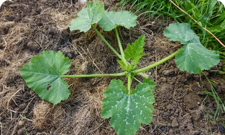 PLANT COURGETTE